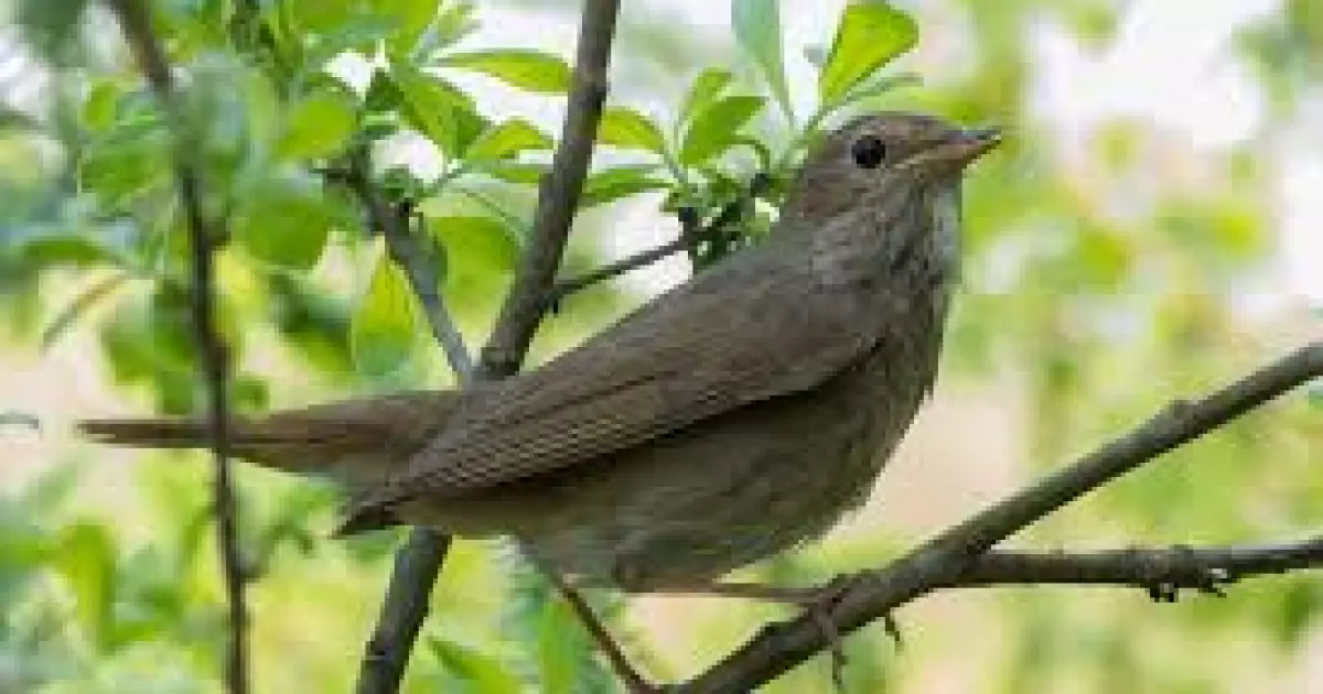 Куди зникли солов’ї з парків Києва — екологи б’ють на сполох