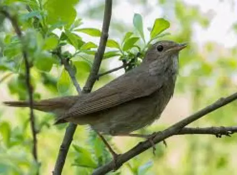 Куди зникли солов’ї з парків Києва — екологи б’ють на сполох